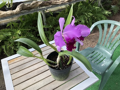 ハイドランジア カトレア Corsair-X | Haga GP | Arai